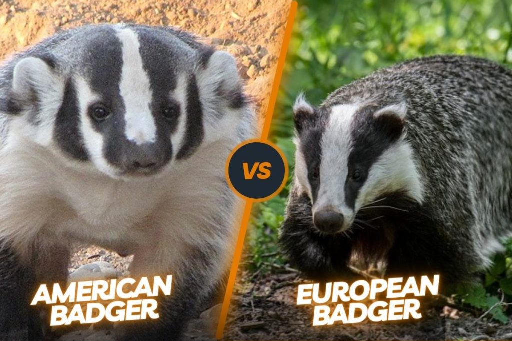 Key differences between both badgers