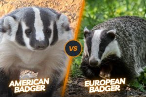 American badger vs European badger