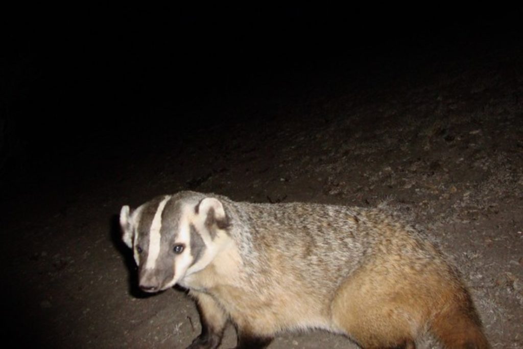 A rare sight of american badger at night