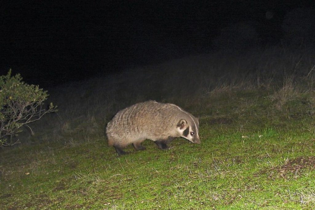 American Badger at night
