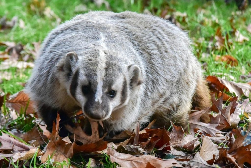 American Badger - Example