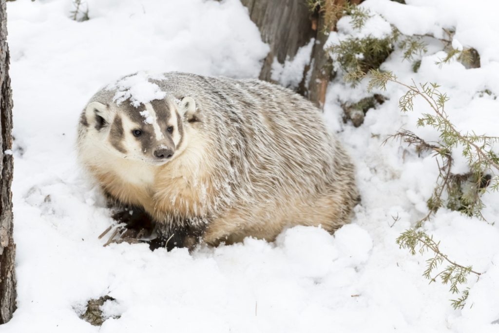 An American badger in snow