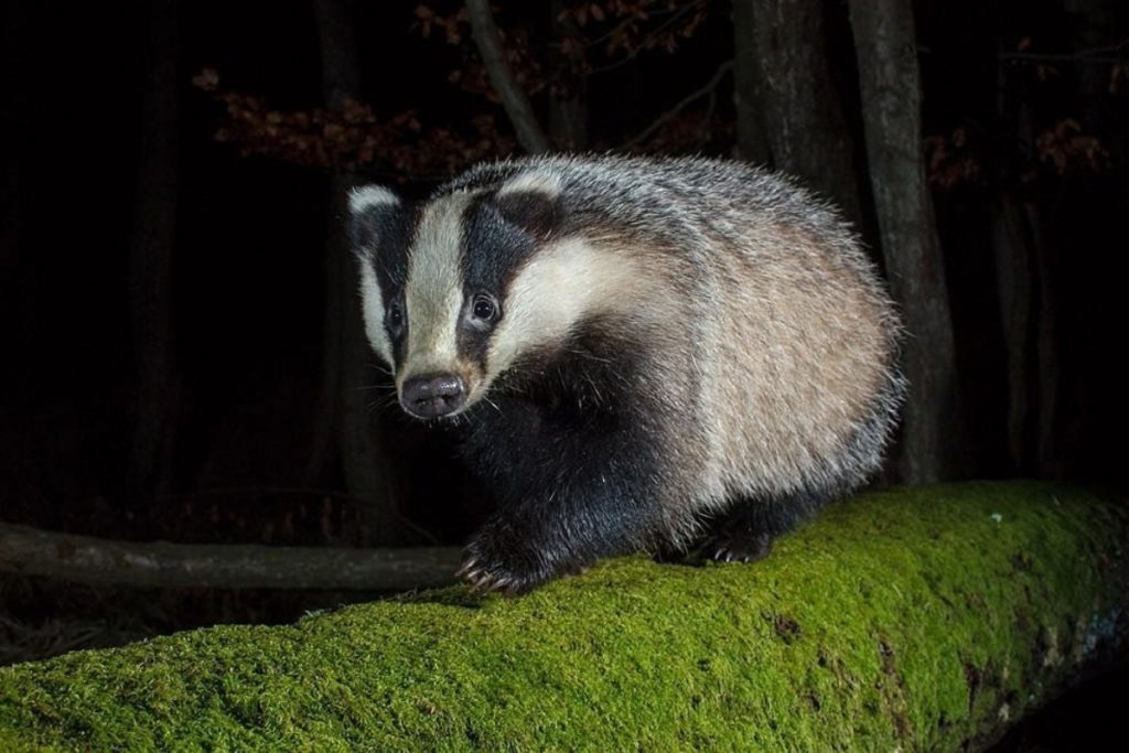 Are Badgers Nocturnal? A badger out at night in forest