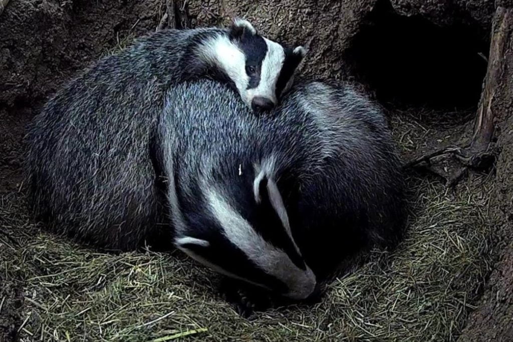 Badger duo sleeping.