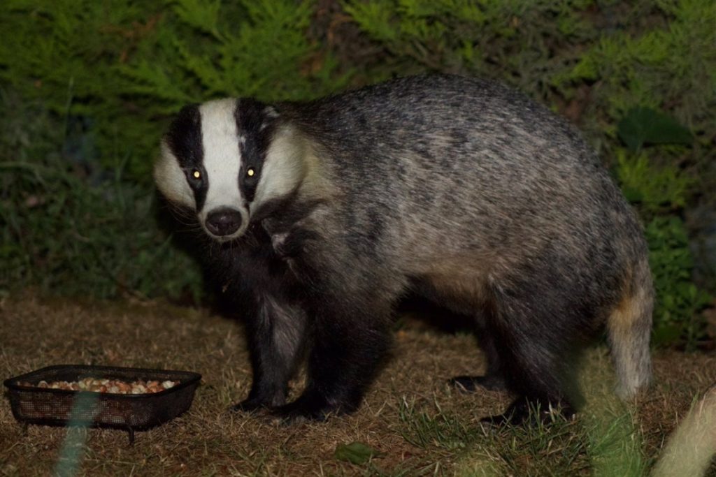 Are badgers nocturnal? A badger at night with glowing eyes.