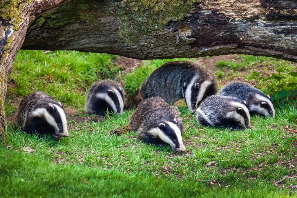 Badger family
