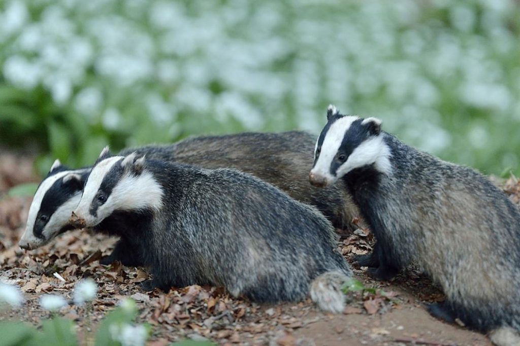 Badgers resuming their activities after winter.