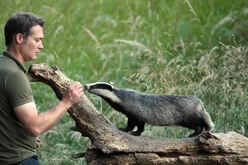 Can you keep Badgers as pets