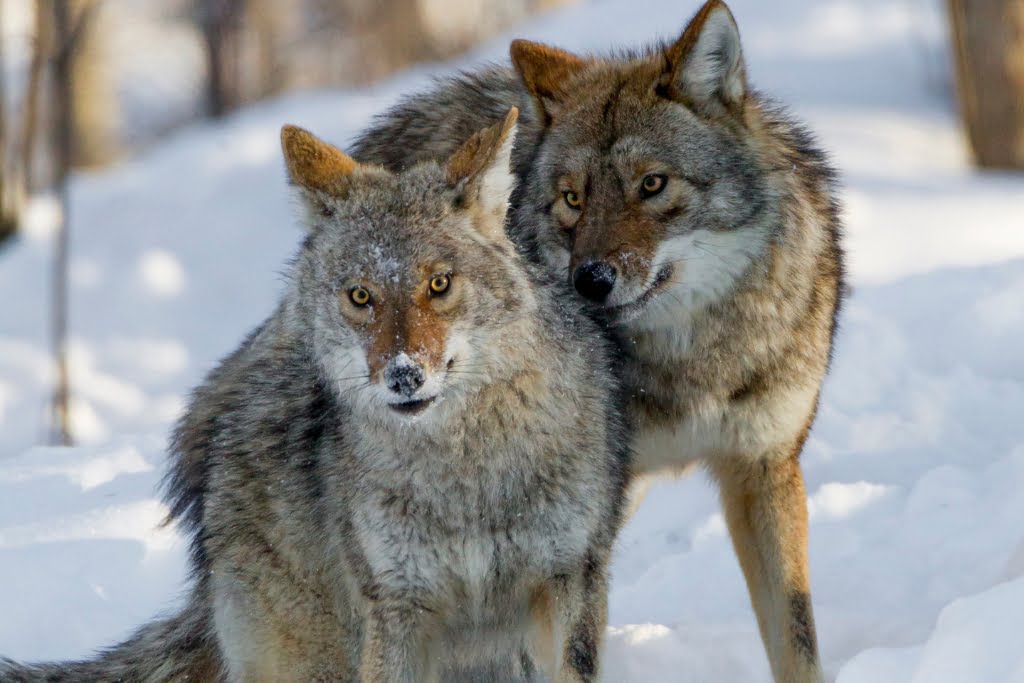 Coyote Duo