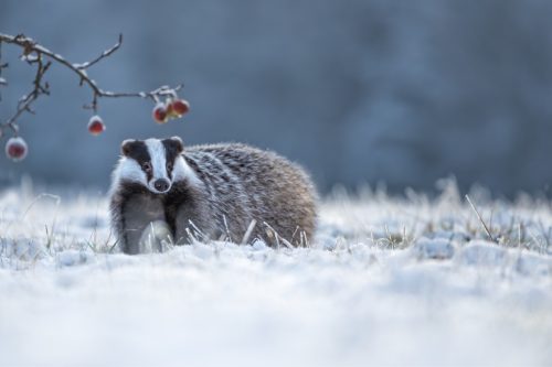Do Badgers Hibernate in winters