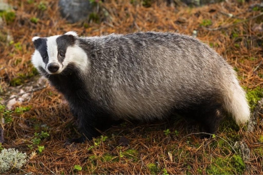 How does European badger’s tail look