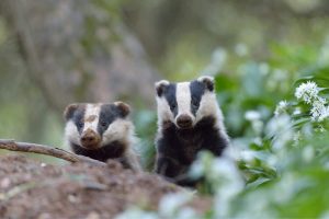 How long do badgers live - badgers lifespan