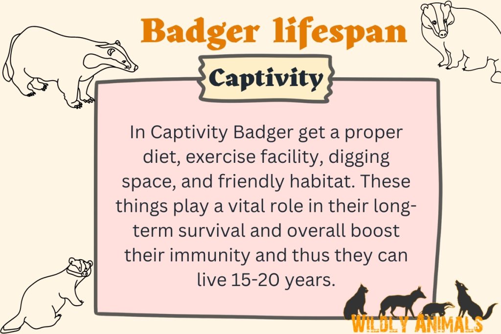 Infographic of How long do badgers live in captivity