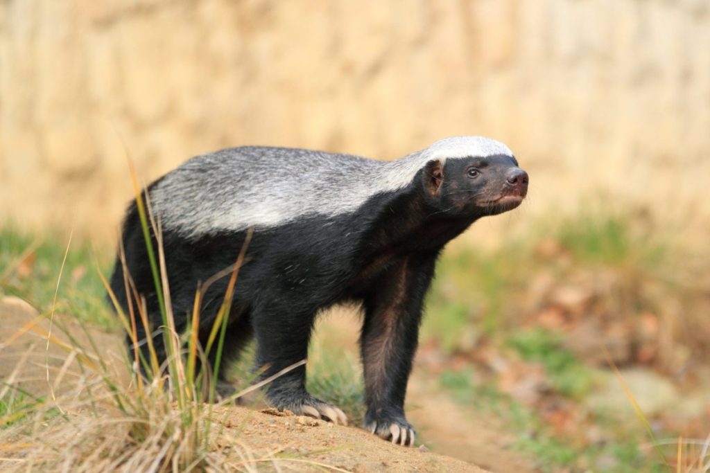What does a European badger look like