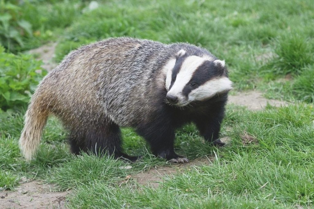 Identification of european badger