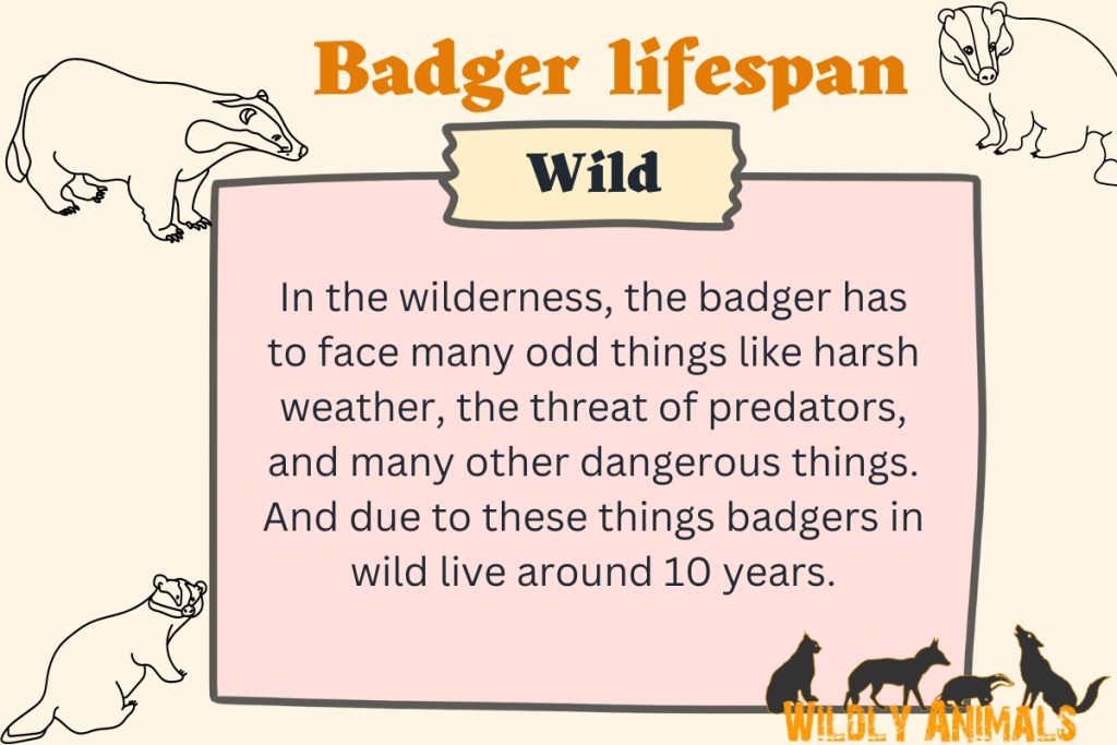 Infographic of lifespan of badgers in wild.