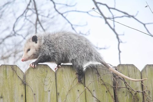 An opossum on a fence wall