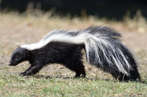A skunk roaming on grass