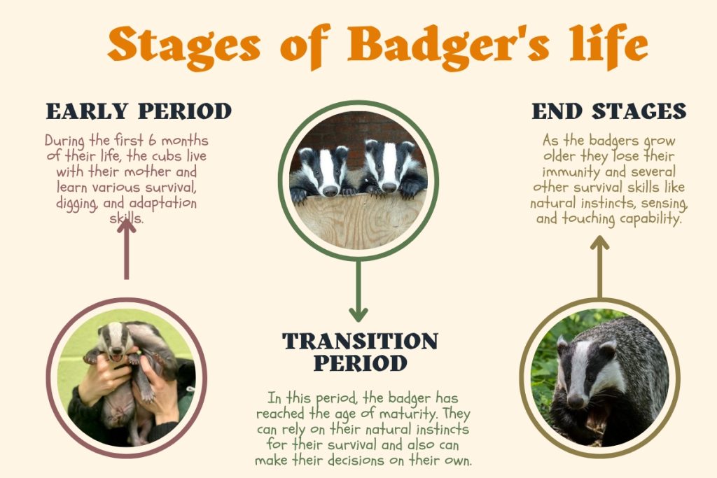 Infographics showing Various stages of a badger's life