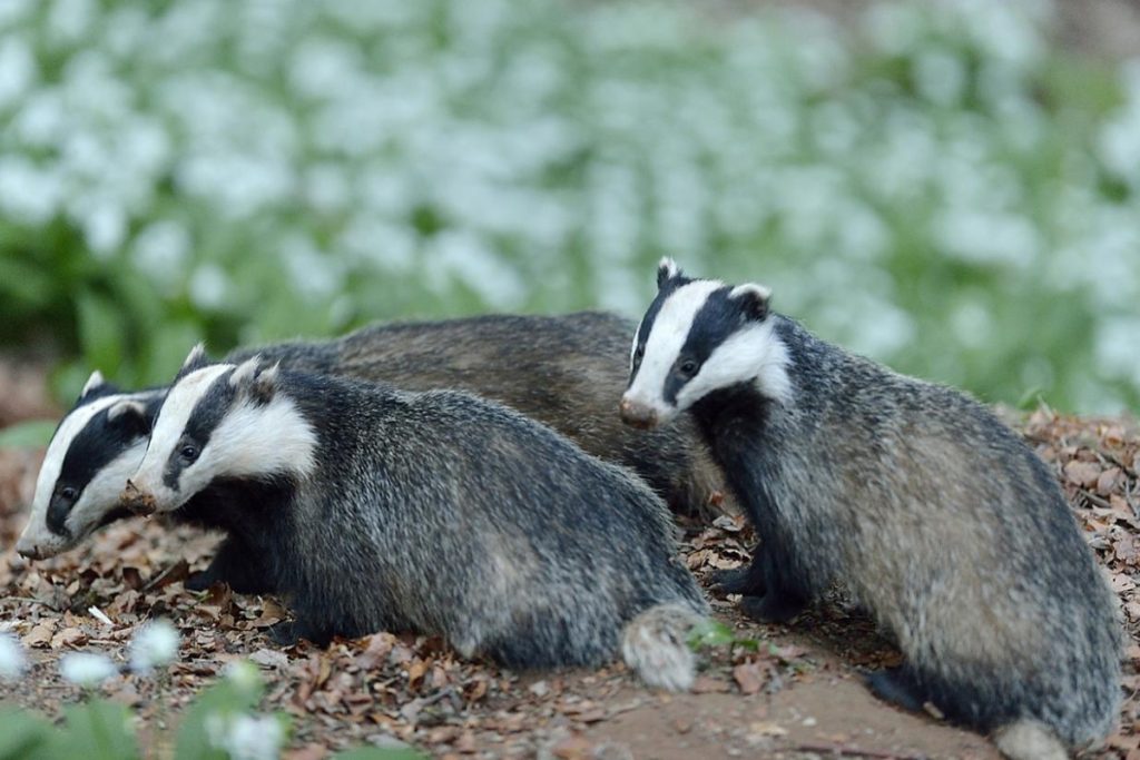 What Do Badgers Look Like - 3 badgers