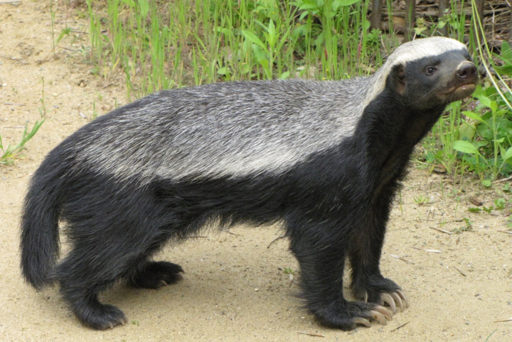 What Do Honey Badgers Look Like 