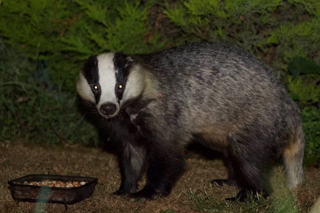 What do badgers' eyes look like at night