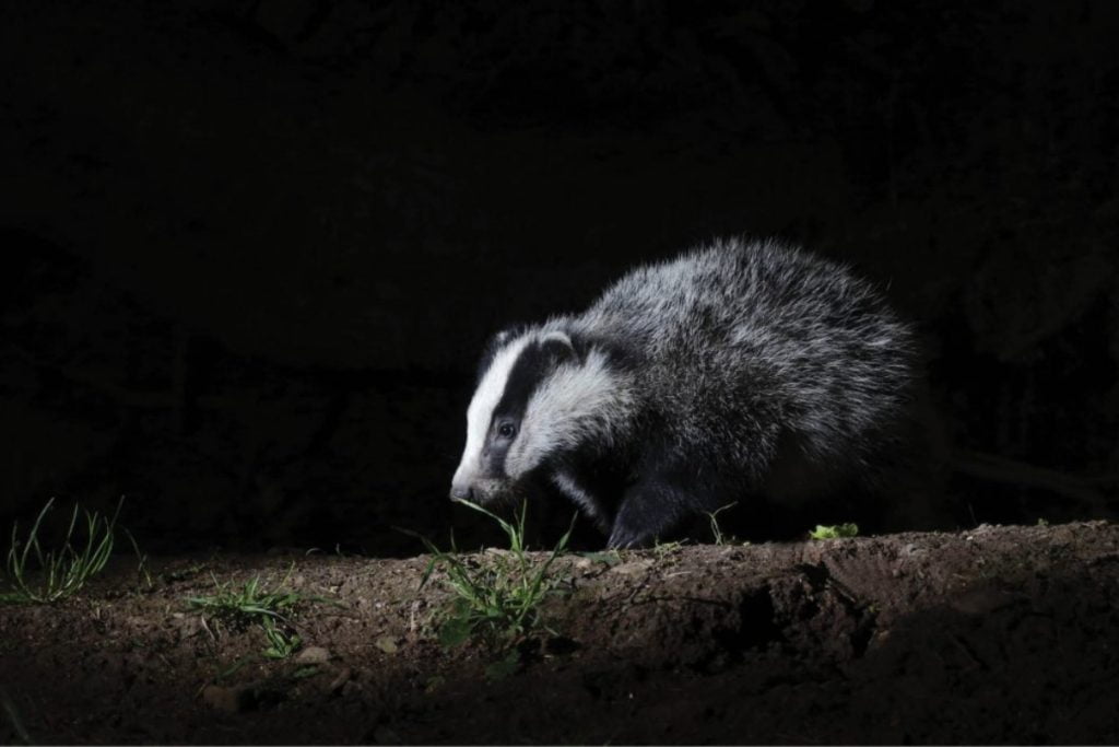 A badger at night in search of food