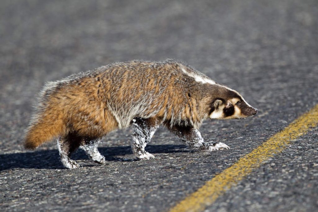 a badger crossing road during day time.