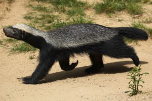 do badgers have badger tails and how do they look
