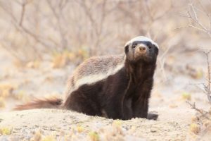 Honey Badger Facts – A comprehensive guide to badgers Lifestyle