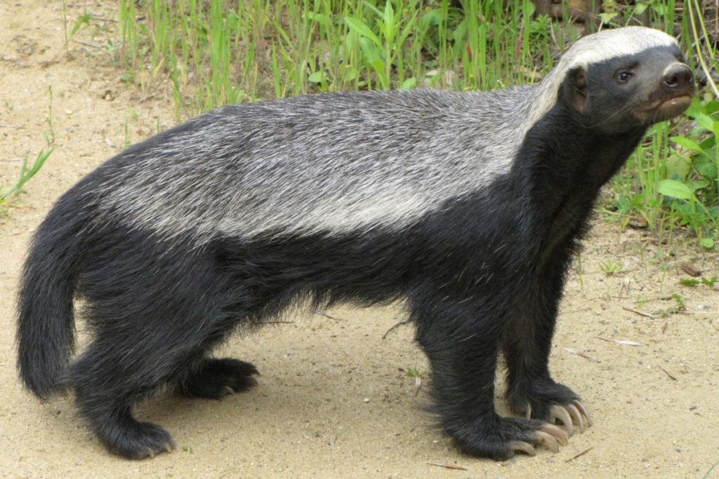 honey badger tail - example