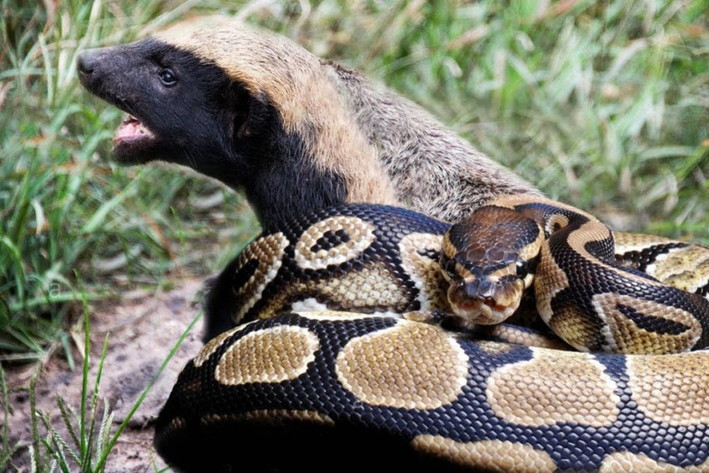 Are honey badgers immune to snake venom