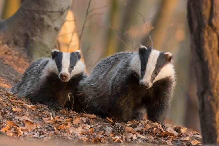 two badgers in wild