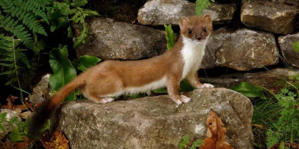 A Stoat posing on a rock.