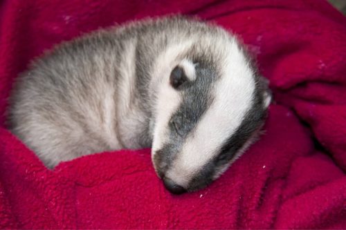 Badger Babies | An Ultimate Guide About Badger Cubs