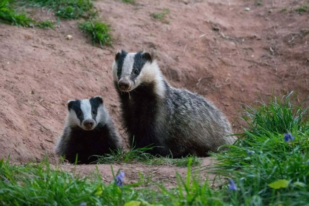 How do female badgers protect their babies?