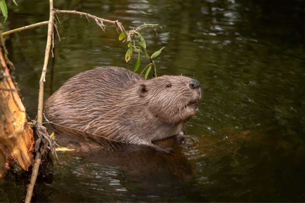 A beaver in the pond.