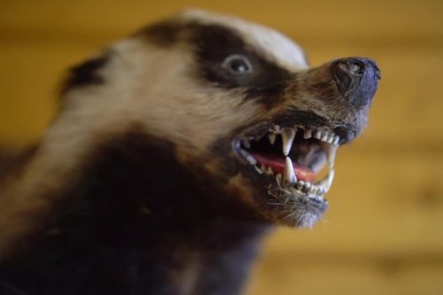 Badger Teeth: Uncovering the Secrets of Badger Dentition