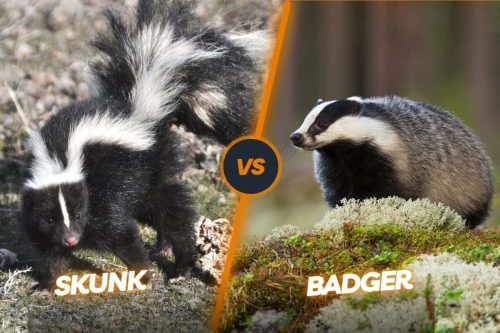 Badger Vs Skunk: The Stripe and Spray Showdown