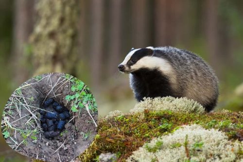 Badger Poop: What Is In Their Poo And Why It Matters?