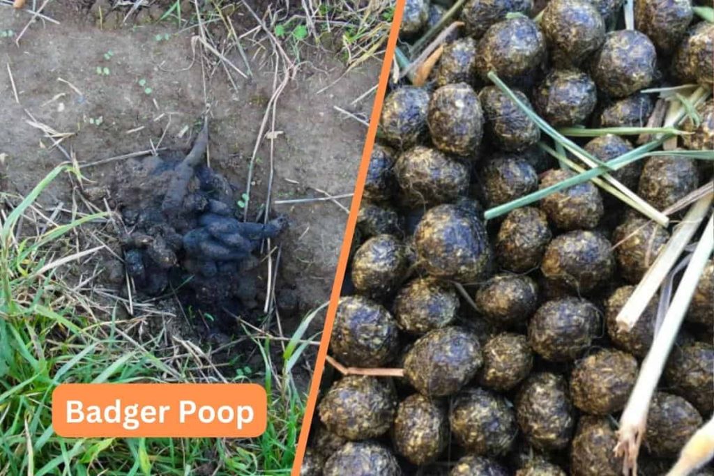 Badger poop vs rabbit poop
