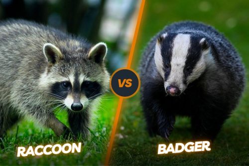 Badger Vs Raccoon: The Stripe-Faced Predator & Masked Bandit