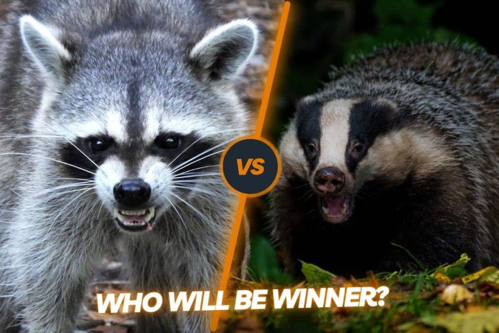 Badger vs Raccoon who would win a fight