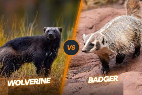 Badger vs Wolverine: A Tale of Two Titans