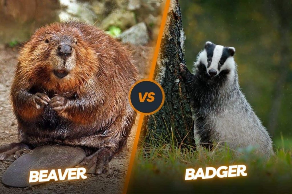 Badger vs beaver