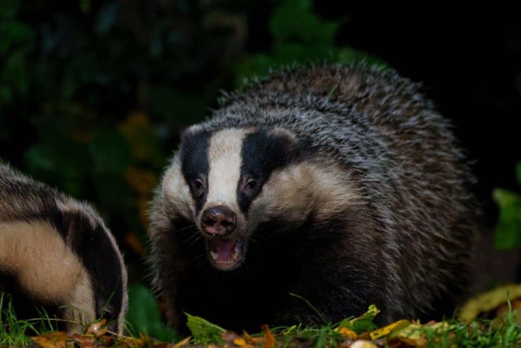 Badgers have stronger bite force than dachshunds