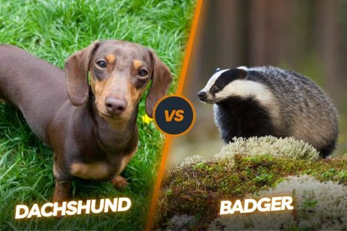 Dachshund Vs Badger: The Dachshund Connection To Badgers