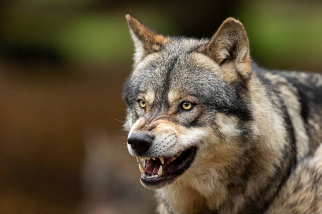 Do Wolves eat badgers?