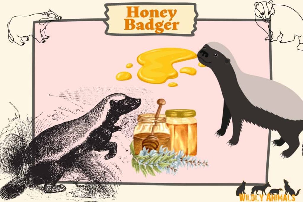 Honey badgers love to eat honey larvae