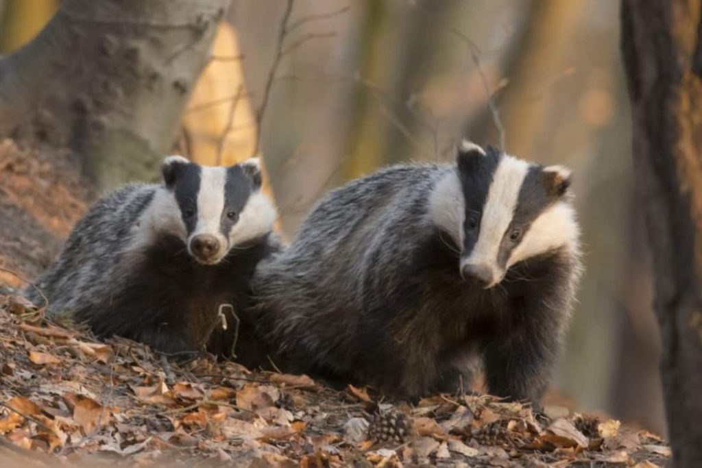 European Badgers are one of the main types of badgers